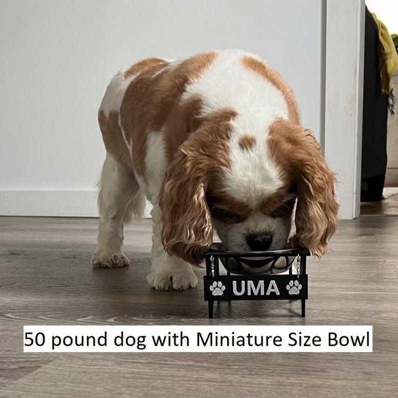 Single Personalized Dog Bowl - Elevated Dog Bowl - Customizable Dog Bowl - Lifestyle View
